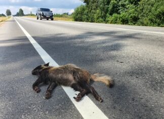 Maanteedel märgatakse rohkelt hukkunud väikeulukeid: „See tuleb inimestele alati üllatusena, nagu esimene lumigi“