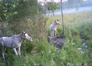 Lätis jäi rajakaamerasse kaks albiino põtra