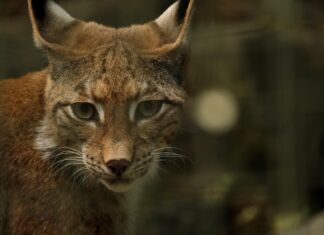Saksimaal sündis 300 aasta jooksul esimene ilvese järglane
