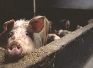Seakatku likvideerimisel võib käiku minna Läti loomsete jäätmete tehase kasutamine ja ka matmine