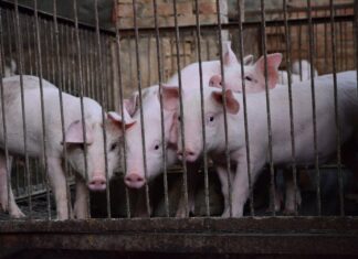 Nurme farmi omanik on sigade hukkamisega leppinud ja palub inimestel eemale hoida
