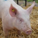 Katkus kodusea jäänused visati Võrumaal metsaserva vedelema