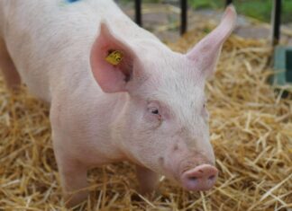 Katkus kodusea jäänused visati Võrumaal metsaserva vedelema