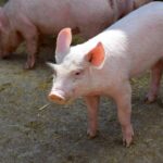 PTA: seakatku levimise ennetamisel on oluline teada kõikidest seapidamiskohtadest