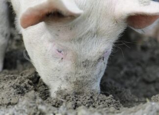 Jõgevamaal tuvastati sigade Aafrika katk ligi 650 seaga farmis
