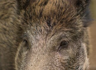 Teadlased selgitavad viiruse ohtlikku olemust