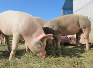 Põlvamaal on sigade Aafrika katku kahtlus ligi 6700 seaga farmis