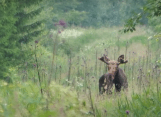 Põtradest enne pulmaaja algust
