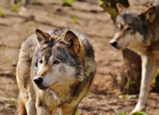 Keskkonnaamet lubab eriloaga hunte küttida