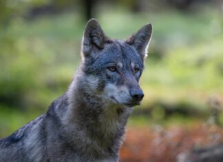 Soomes ületati hundipopulatsiooni soodsa kaitsetaseme piir, riik plaanib lubada jahti