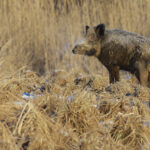 Kes avas seakatkule Saaremaal ukse?