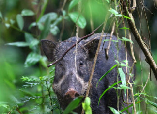 SAK avastati samast paigast, kus algas eelmine puhang