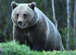 Iga jahiluba antakse kohtusse: riigi ja MTÜ Suurkiskjad vaheline madin on kallis ja võib viia salaküttimiseni