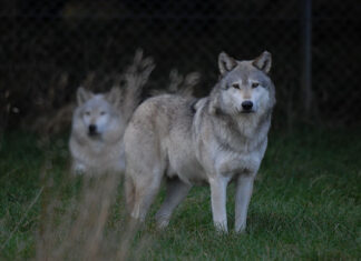 Noarootsis murravad hundid lemmikloomi