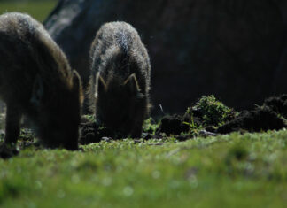 Lennukeelualal jahimehed seajahiks droonide jaoks eriluba ei saa