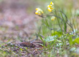 Vereta jahi fotokonkursil võidutes Andres Killing fotoga välkkiirest uruhiirest