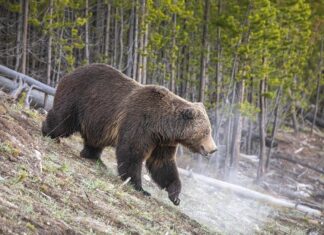 Karu ründas Yellowstone’i rahvuspargis 29-aastast meest