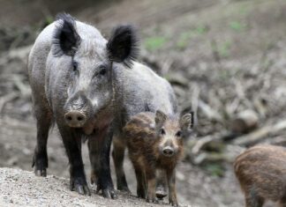 Metssead kütitakse ära – keda hundid sööma hakkavad?