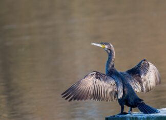 Kormoranide rünnak: kalurid on asunud siseveekogusid tõsise ohu eest kaitsma