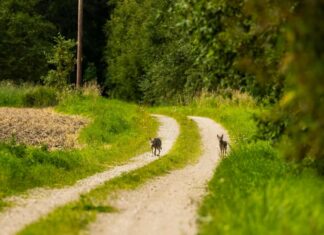 Jõgevamaal toimetab majapidamise lähedal hundi pesakond
