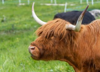 Karjakasvatajad ootavad riigilt hundiprobleemiga tegelemiseks paremaid lahendusi