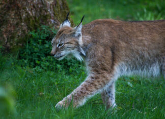Rataste all on hukkunud rekordarv ilveseid