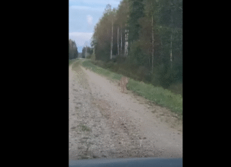 Ebatavaline kohtumine: emailves ja kaks kutsikat