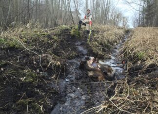 Seakatku tõttu hukkunud või hukatud sigade komposteerimine pole lubatud