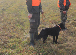 Koerad appi seakatku vastu: jahimehed saavad uue väljaõppe