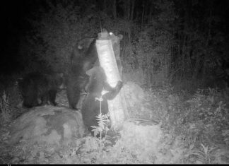 Kolga-Jaanis üritasid karupojad soola kätte saada