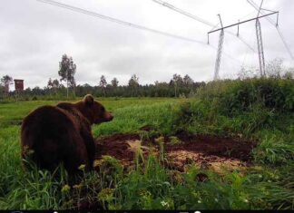 Jahimehed: me ei saa kanda vastutust karude arvukuse kontrollimatu kasvu ja sellest tulenevate kahjude eest