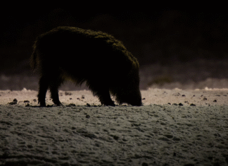 PRESSITEADE: Jahimees tõi päevavalgele ebaseadusliku vibuküttimise juhtumi
