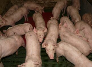 Jahimehed: Saaremaa sigade lugu nõuab selgust