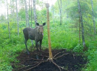 Jahindusnõukogude sõraliste kokkulepped