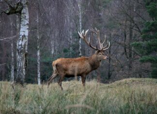 Tabati kolm meest, keda kahtlustatakse ebaseaduslikus jahipidamises