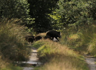 Metssigade küttimine edeneb jõudsalt