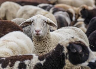Pangodis murdsid hundid Eesti parimal tõuaretajal ööga maha paarkümmend lammast