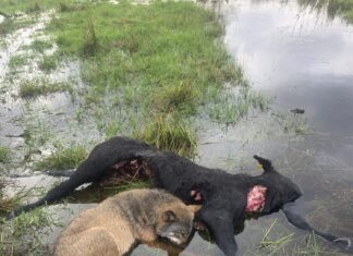 Must oktoober Soomaal: hundid ründasid lamba- ja veisekarju