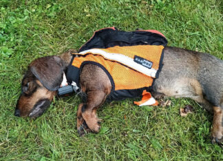 Soomes ründas hunt jahikoera omaniku silme all