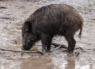 Metssiga ja ökosüsteem