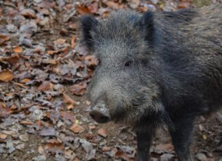 Keskkonnaamet lubab seakatku tõkestamiseks kasutada metsseajahis jahikoeri