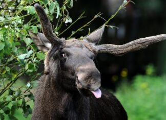 Viidike isemoodu põder 2025