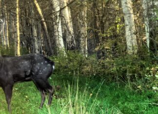 Uurime tähnikhirve – kaunis külaline, kuid ohtlik võõrliik