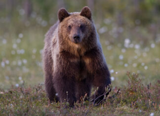 Kohus peatas ka erilubadega karude küttimise