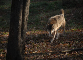 Hundijaht käib täistuuridel: sel aastal tohib küttida kokku 84 hunti