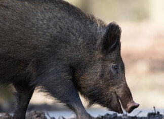Oht pole kadunud: sigade Aafrika katk levib metssigade hulgas aina rohkem
