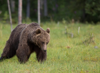 Karude arvukuse kasv teeb muret nii mesinikele kui ka põllupidajatele
