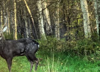 Miks peaks tähnikhirve küttima?