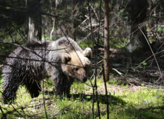 Aina enam metsloomi on linnas! Jahimehed: ärge palun tehke metsloomaga selfit