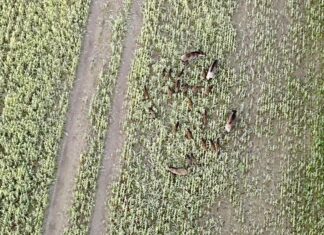 Jahimeeste ja riigi koostöö andis tulemuse – metssigade küttimine kasvas kaks korda